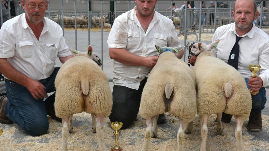 Les trois championnes agnelles Texel à M. Depelseneer (2X) et A. Roose.