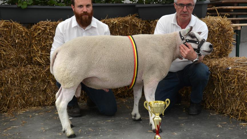 Le champion des antenais Texel à P. Wilkin.

Texellotraceur: Le meilleur lot raceur Texel, à P. Wilkin.