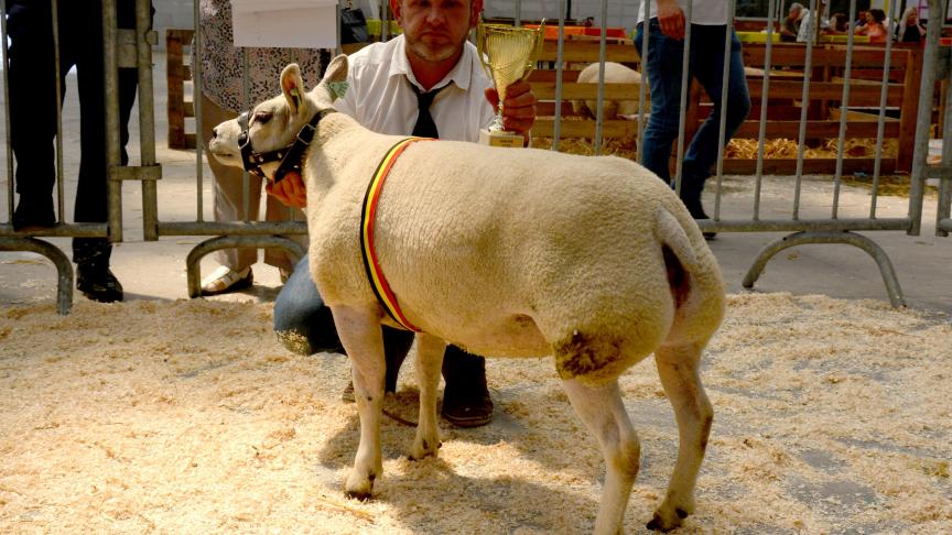 La championne des antenaises Texel, à A. Roose.