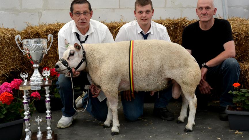 Le champion des béliers et champion du jour Texel à R. Lambert.