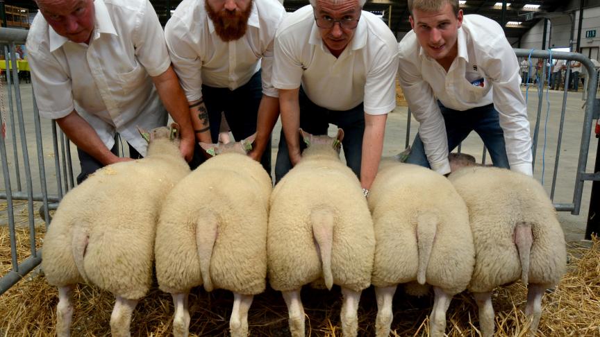 Texellotraceur: Le meilleur lot raceur Texel, à P. Wilkin.