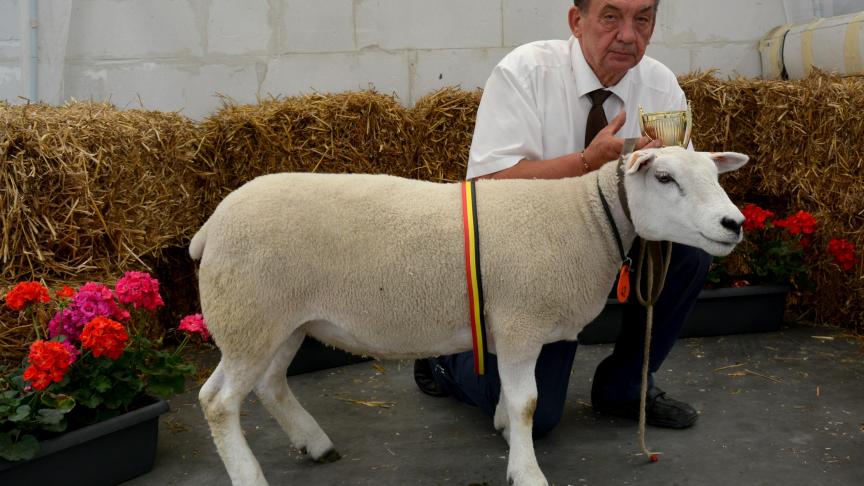 Le champion des Texel français, à H. Camboni.