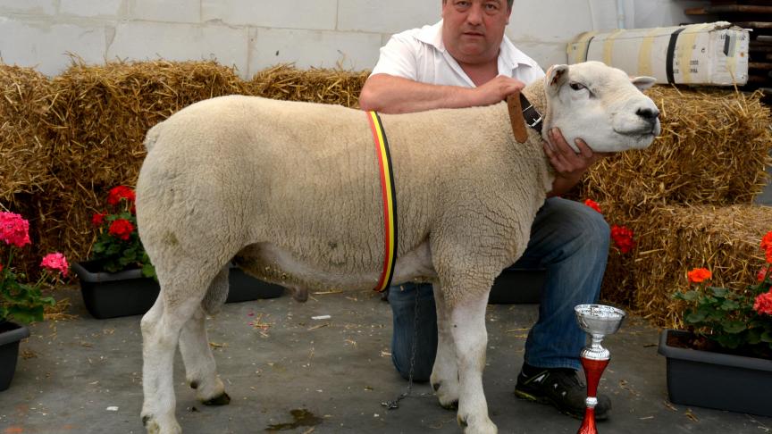 Le champion des béliers Texel français, à H. Camboni.