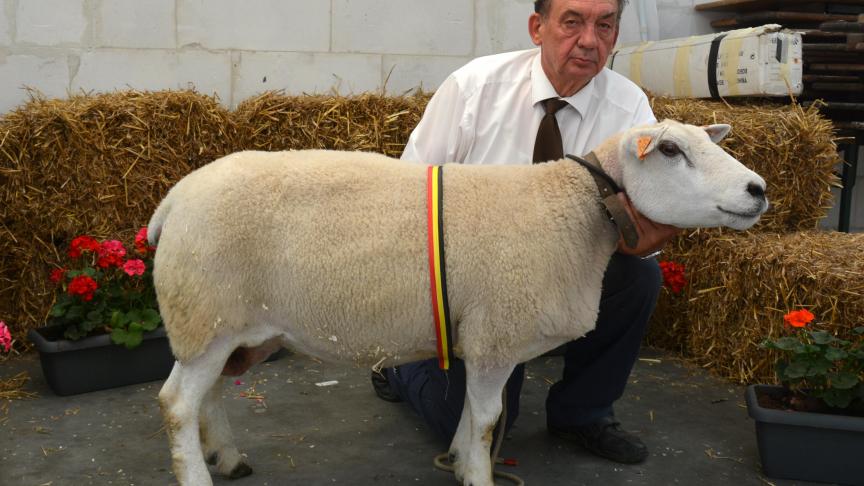 La championne des Texel français, à J. Derycke.