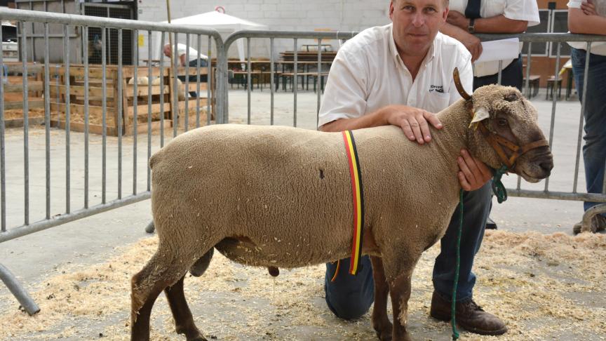 Le champion des béliers Vendéen, à M. Remy.