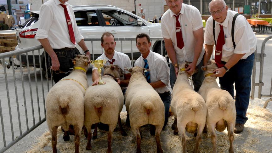 Le meilleur lot d’élevage Vendéen, à D. Lesenfants.