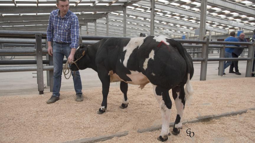 0372 du Champs des Oies (Caramel X Noceur), 1
er
 prix des taureaux nés du 01/07/2017, à Cédric Poncelet, Gedinne.