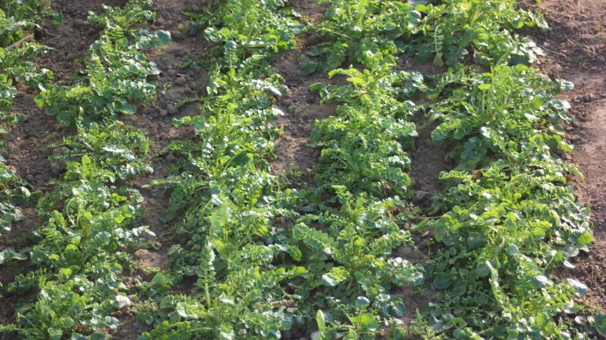 La roquette sauvage a des feuilles très découpées. Son goût épicé rehausse les salades fraîches.