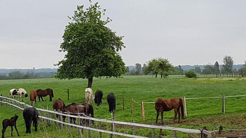 Les couloirs doivent faire le tour des différentes parcelles. Ils seront tantôt larges, tantôt plus étroits afin de stimuler le sens des animaux.