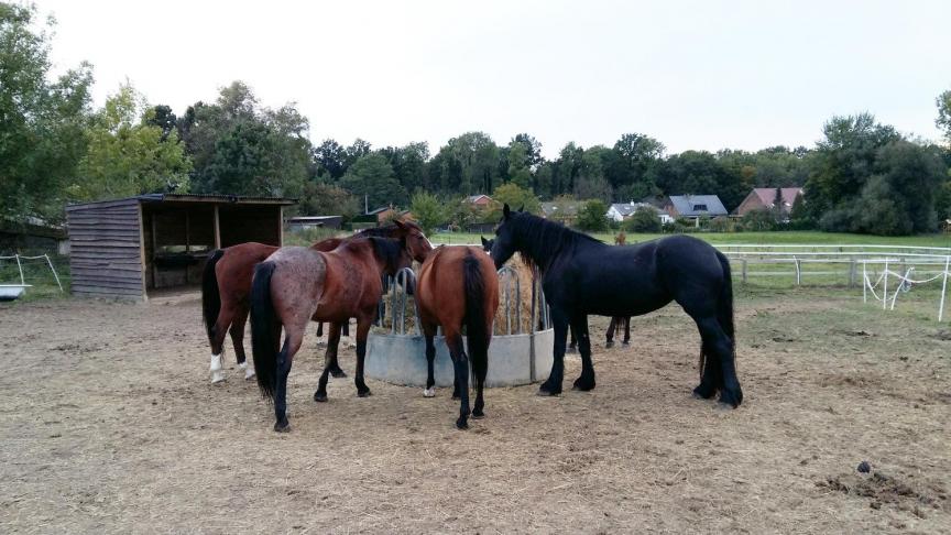 Différents points d’intérêts doivent jalonner les parcelles et couloirs pour stimuler l’animal à se mouvoir.