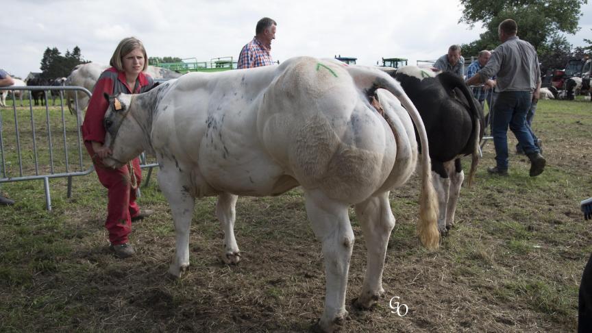 Nina Ricci du Grand Doyer (Hazard X Impérial), championne des petites génisses, à Jonathan Septon,  Durnal.