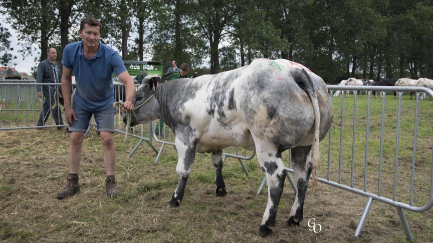 Emue de la Vyle (Recteur X Héros), 1
er
 prix des génisses de 8 à 20 mois, à Olivier Servotte, Evelette.