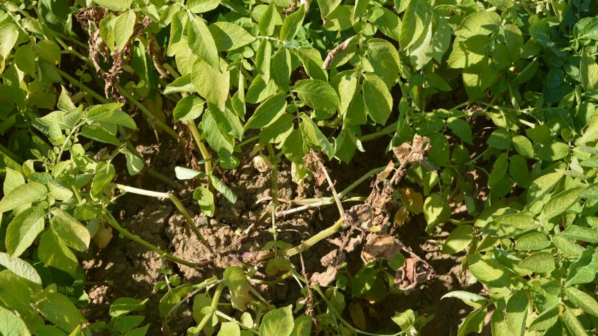 Pour la récolte finale 2018 dans les 5 pays producteurs du nord-ouest de l’Europe, les rendements auront beaucoup plus d’impact que la superficie plantée.