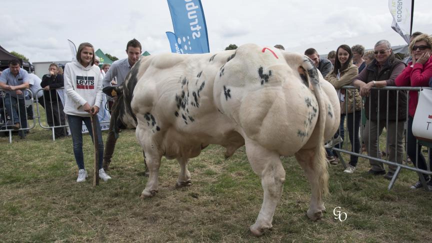 Tirant des Croix-Dames (Benhur X Obus), 1 er  prix des taureaux de 30 mois et +, à Georges Watte.