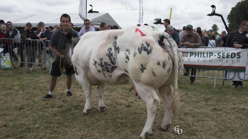 Imposante de la Rouge Cense (Shériff X Bambou), 1 er  prix des primipares de 32 à 44 mois, à Elevage de la Rouge Cense Sprl.
