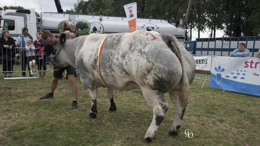 Volume de l'Orgelot (Grommit X Harisson), championne des primipares et des vaches, à Bernard Scohiez.