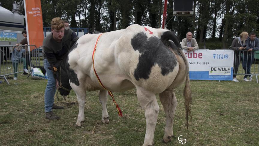Coquette (Tilouis X Shériff), championne des grosses génisses, à Jean-Pierre Thibaut-Wynen.