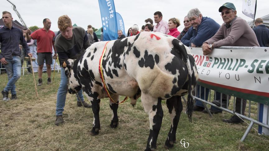 Galliano de Wayaux (Réacteur X Cabri), champion des taureaux d'âge moyen, à Serge Lempereur.