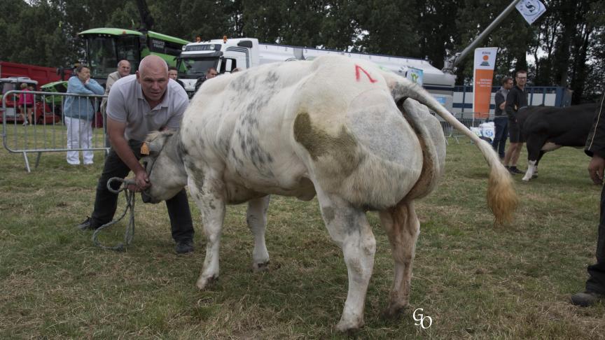 Cape de l'Orgelot (Glaieul X Grommit), 1 er  prix des génisses de moins de 20 mois, à Bernard Scohiez.