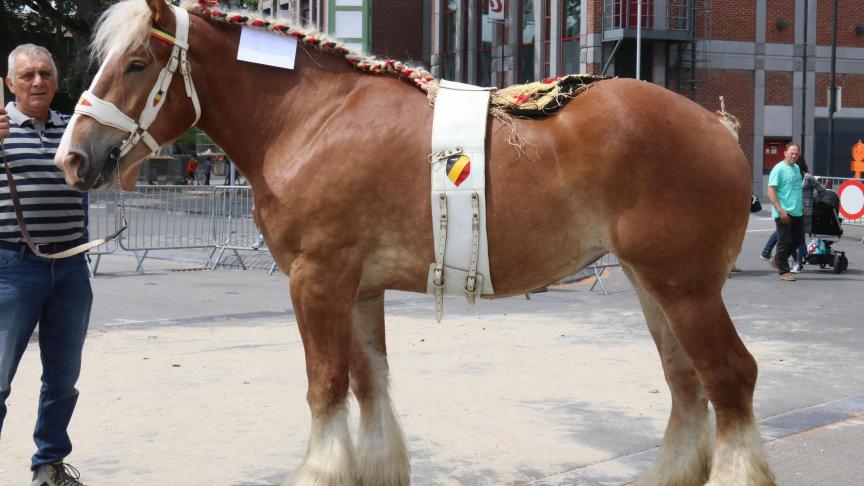 Griotte du Malpaix, championne des juments de 3 et 4ans, à André Vergote.
