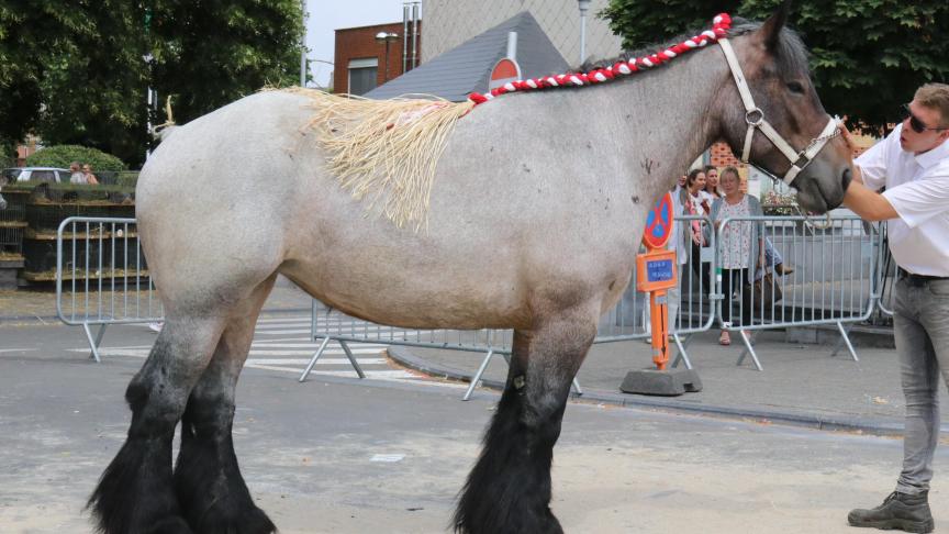Karen d’ Erquennes,1 er  prix des pouliches de 2 ans, à Pouille – Heugheaert.