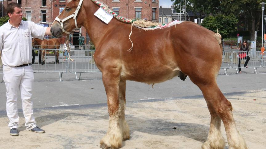 Indien du Malpaix, 1 er  prix des poulains d’1an, à André Vergote.