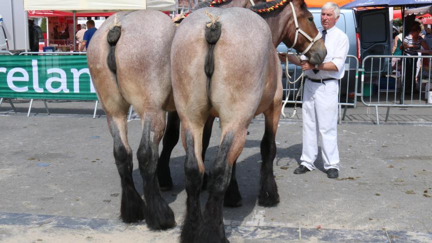 Nala de Guignies, 1 er  prix des pouliches d’1an basse taille, à Noel Chantry.