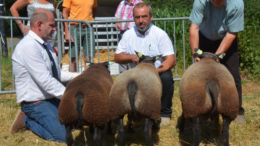La série du champion agneaux Texel bleu, avec A. Roose, et H. Richard (2X).