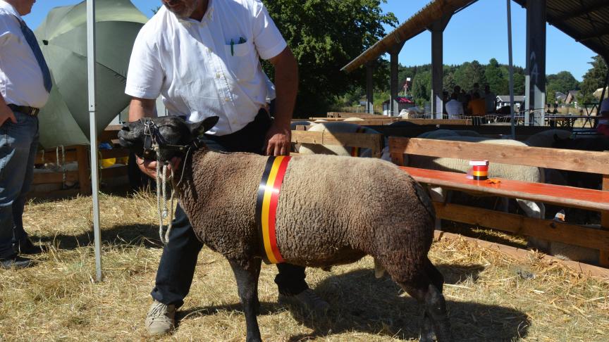Bleuantenaischamp: Le champion des antenais Texel bleu à H. Richard.