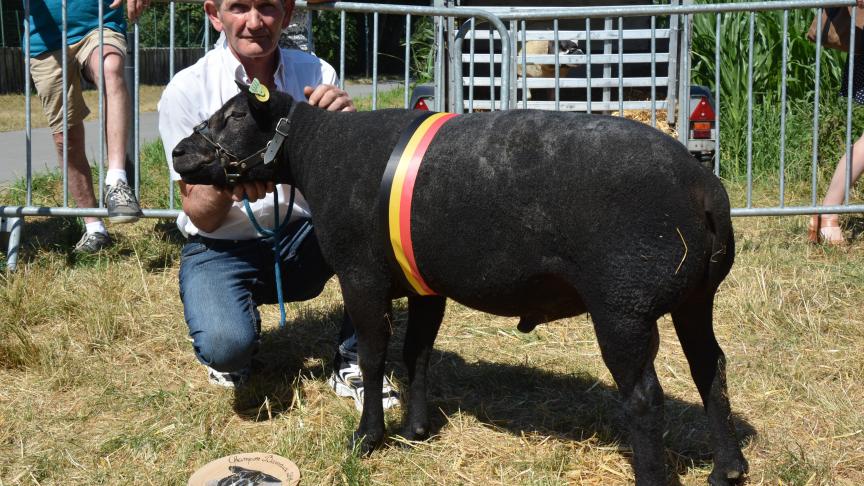 Le champion des béliers Texel bleu à J. Bertrand.