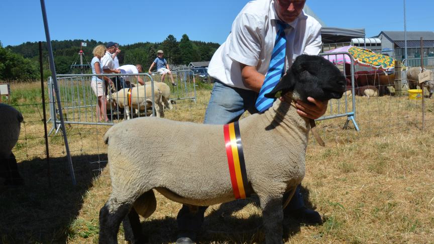 Le champion des agneaux Suffolk à Cl. Dubois.