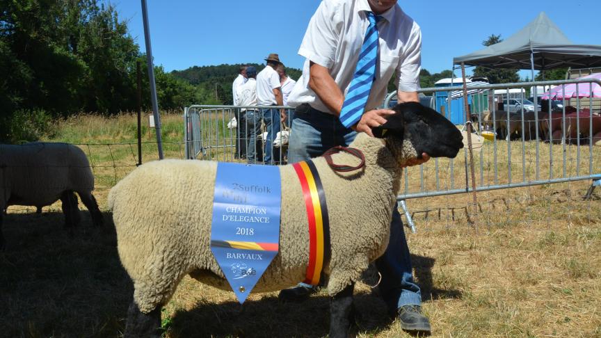 La championne des antenaises Suffolk et championne d’élégance à Cl. Dubois.