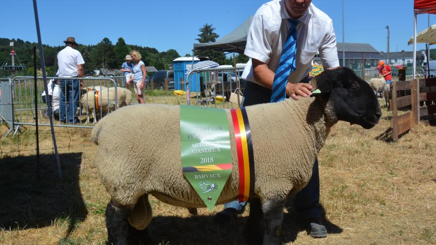 Le champion des béliers Suffolk et meilleur viandeux à Cl. Dubois.