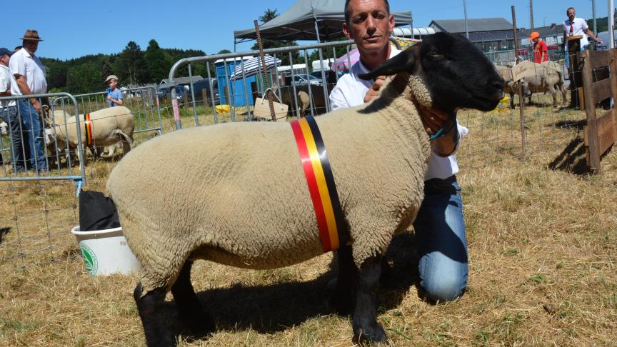 La championne des brebis Suffolk à Gr. Marlaire.