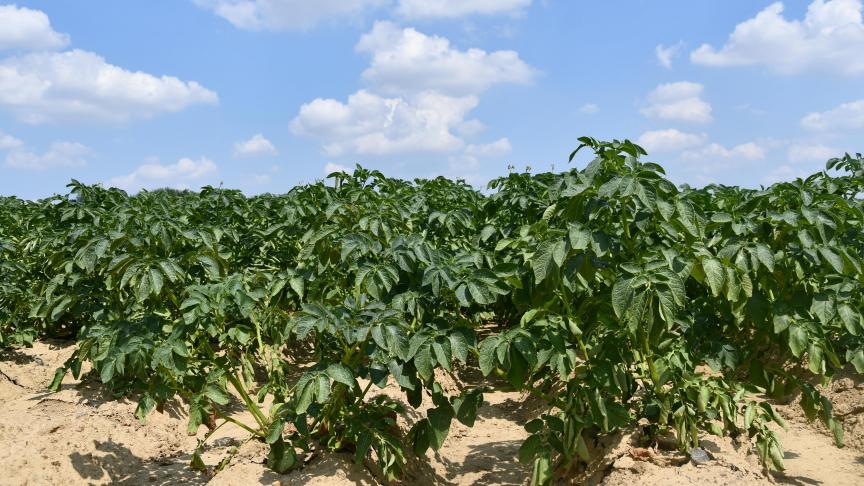 La sécheresse persistante commence à bien se marquer dans les cultures.