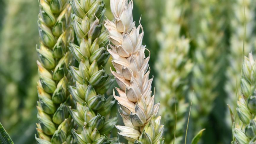 Au 13 juillet, la situation demeurait tranquille sur le front des mycotoxines.