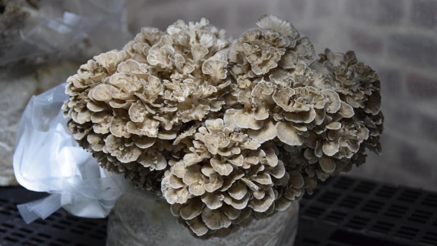 La chair du Maitake est croquante et son goût rappelle la noisette. On raconte que ceux qui firent sa rencontre dans les forêts du Nord-Est du Japon dansèrent de joie et que c’est ainsi qu’on l’appela, Maitake «le champignon dansant».