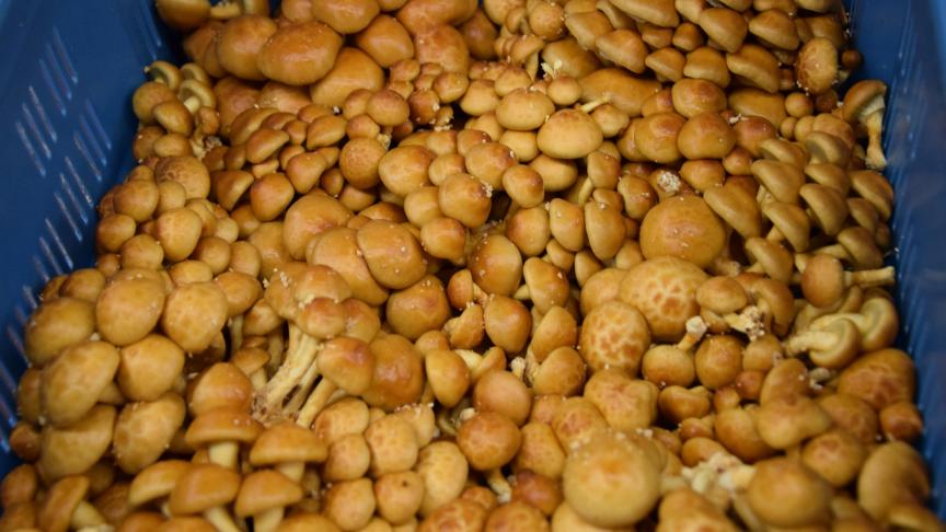 Ne vous laissez pas impressionner par l’aspect gluant du Nameko, il mérite toute votre confiance. Cultivé depuis de nombreuses années dans la région d’Iwaki aux portes de Fukushima, sa texture fondante apporte aux sauces et potages une onctuosité inégalable.