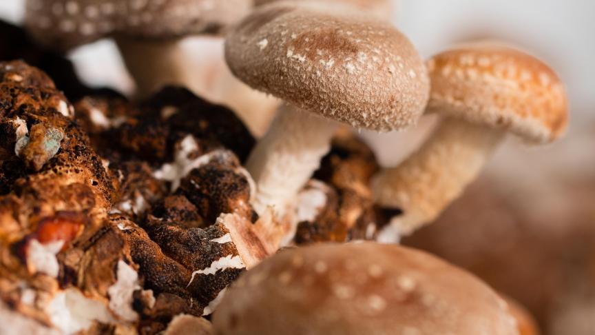 Sa saveur intense et boisée vaut au Shiitake le surnom de «champignon parfumé». Cultivé dans les forêts reculées de l’Extrême Orient depuis plus de mille ans, le shiitake a traversé toutes les cultures.