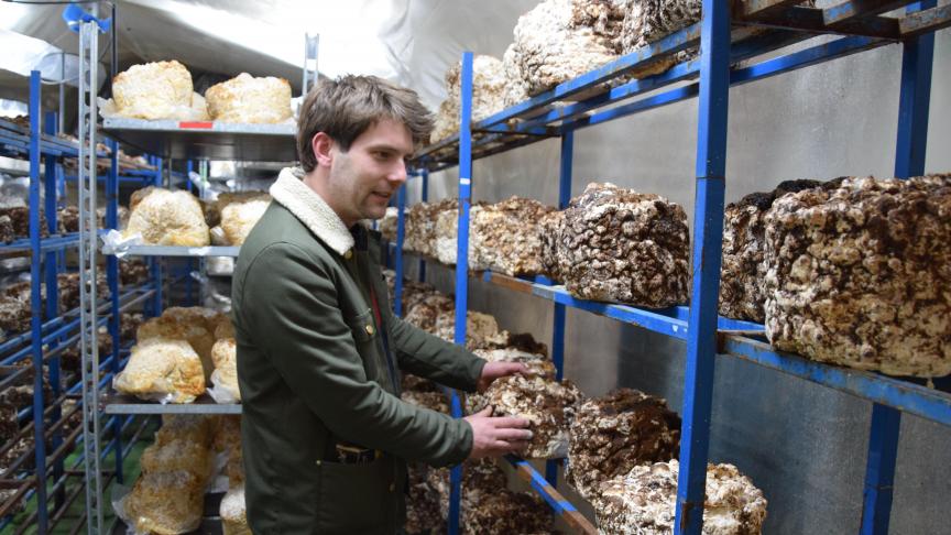 Après une semaine de fructification en environnement humide et à 15°C, les champignons sont prêts à être récoltés.