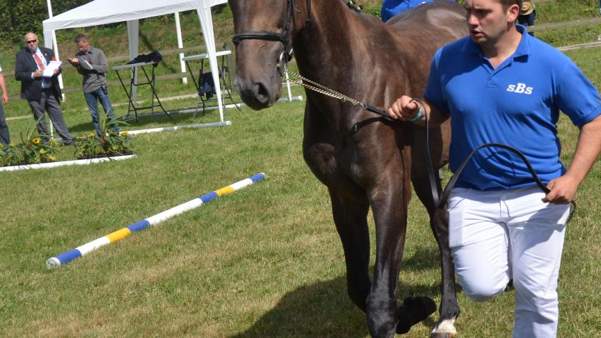Les jeunes chevaux de sport seront présentés à la main et en liberté près du rond  d’Havrincourt.