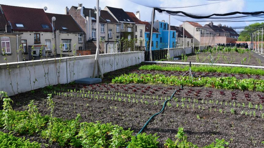 agric en ville DSC_0783