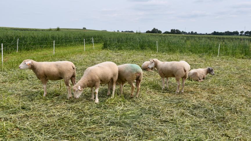Valorisation de couverts de composition multiple (légumineuses, brassicacées, graminées, sarasin, niger, phacélie, tournesol...) par les moutons.