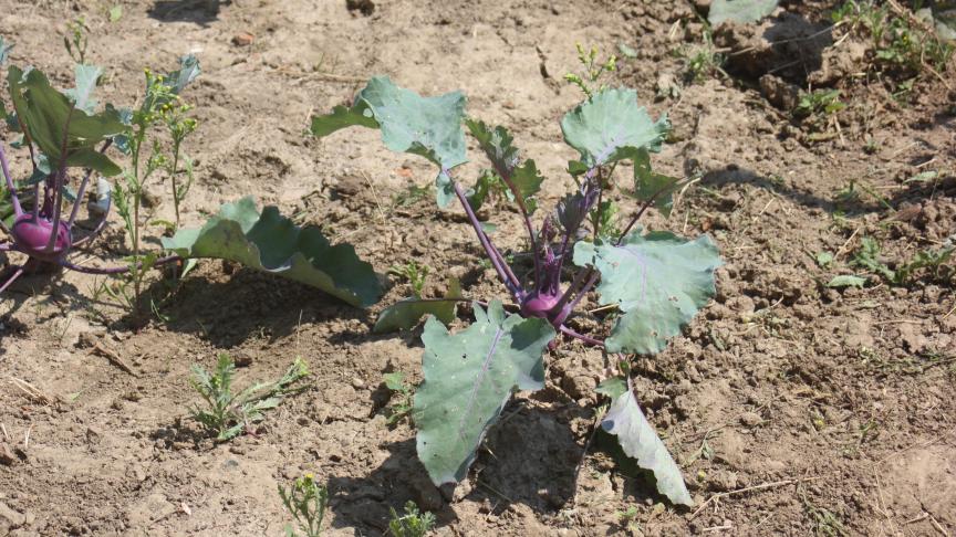 La température plutôt élevée permet un développement rapide des cultures, pour autant que les activités photosynthétiques puissent se poursuivre. Il faut de la lumière (soleil), du CO2 (il paraît qu'on en a de trop), de la chlorophylle (les pigments colorant les feuilles de la plante) ET de l'eau.