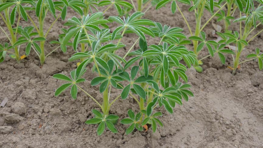 Le projet Proleval, qui vise à structurer une filière des oléo-protéagineux français pour l’alimentation des animaux d’élevage, s’intéresse de très près au lupin.