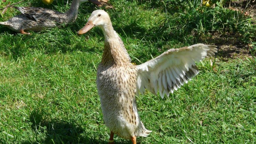 running-duck-59768_1920