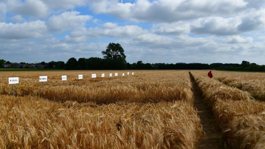 Parmi les 26 variétés d’orge d’hiver à 6 rangs testées cette année, 4 lignées étaient résistantes à la jaunisse nanisante.