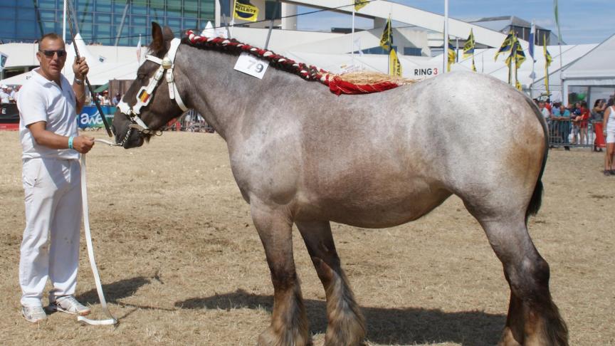 Bella de Monteuville, championne  des juments de 2 ans, à Stéphane Lardau  de Grand-Han.
