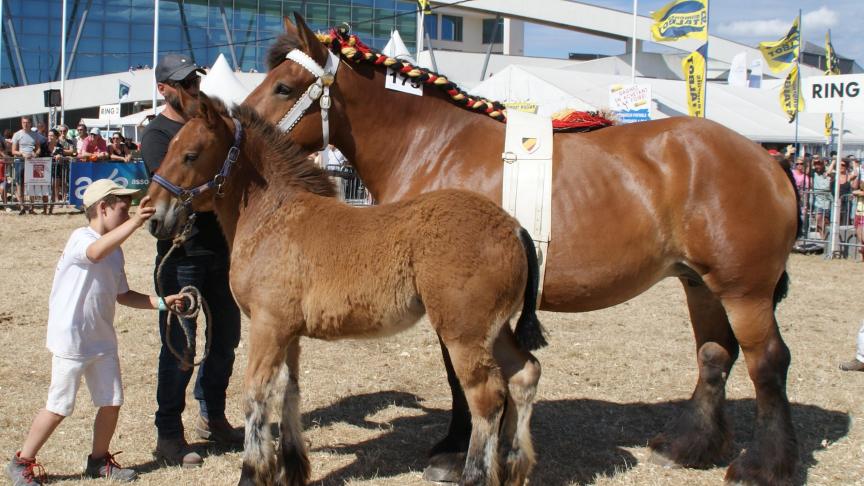 Belle de Rosière, 1 er  prix des juments  de 4 ans et + suitées, à Pascal Carez  de Ortho.