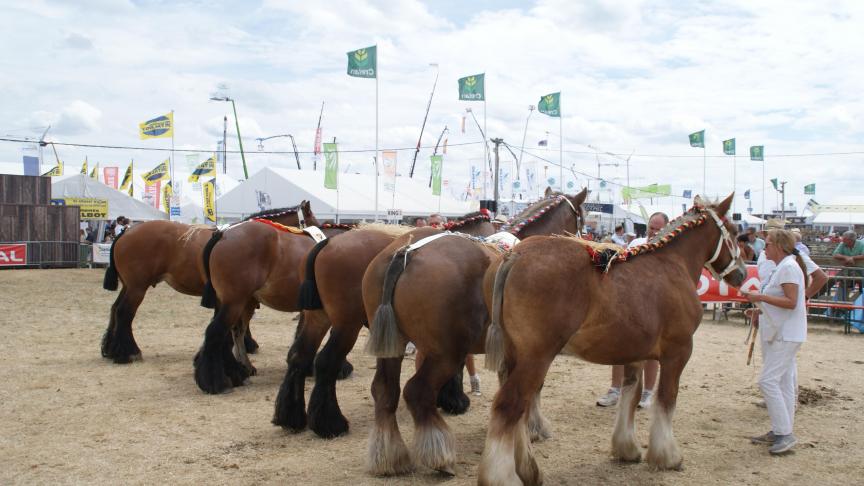Champagne du Monty, championne des juments suitées, à Pol Goosse de Mabompré.